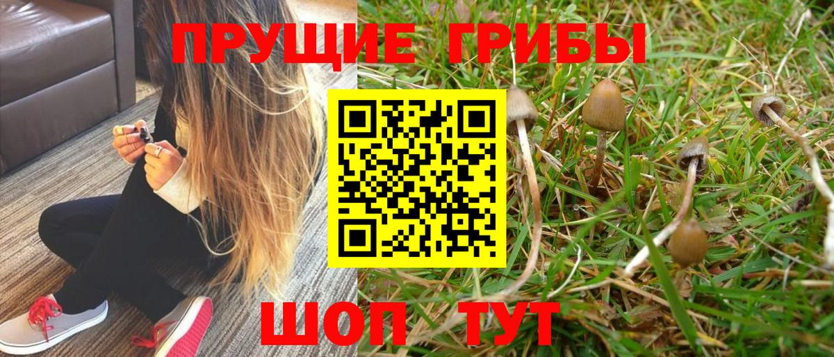Нарткала  Псилоцибиновые грибы Cubensis  Вход с VPN 